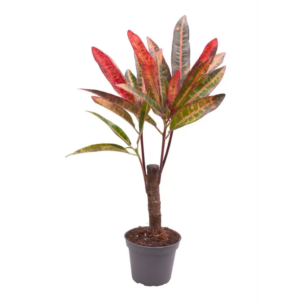 Santreyd Кротон Экскуренс - яркое комнатное растение с декоративной листвой 89375010 STLM-0961614