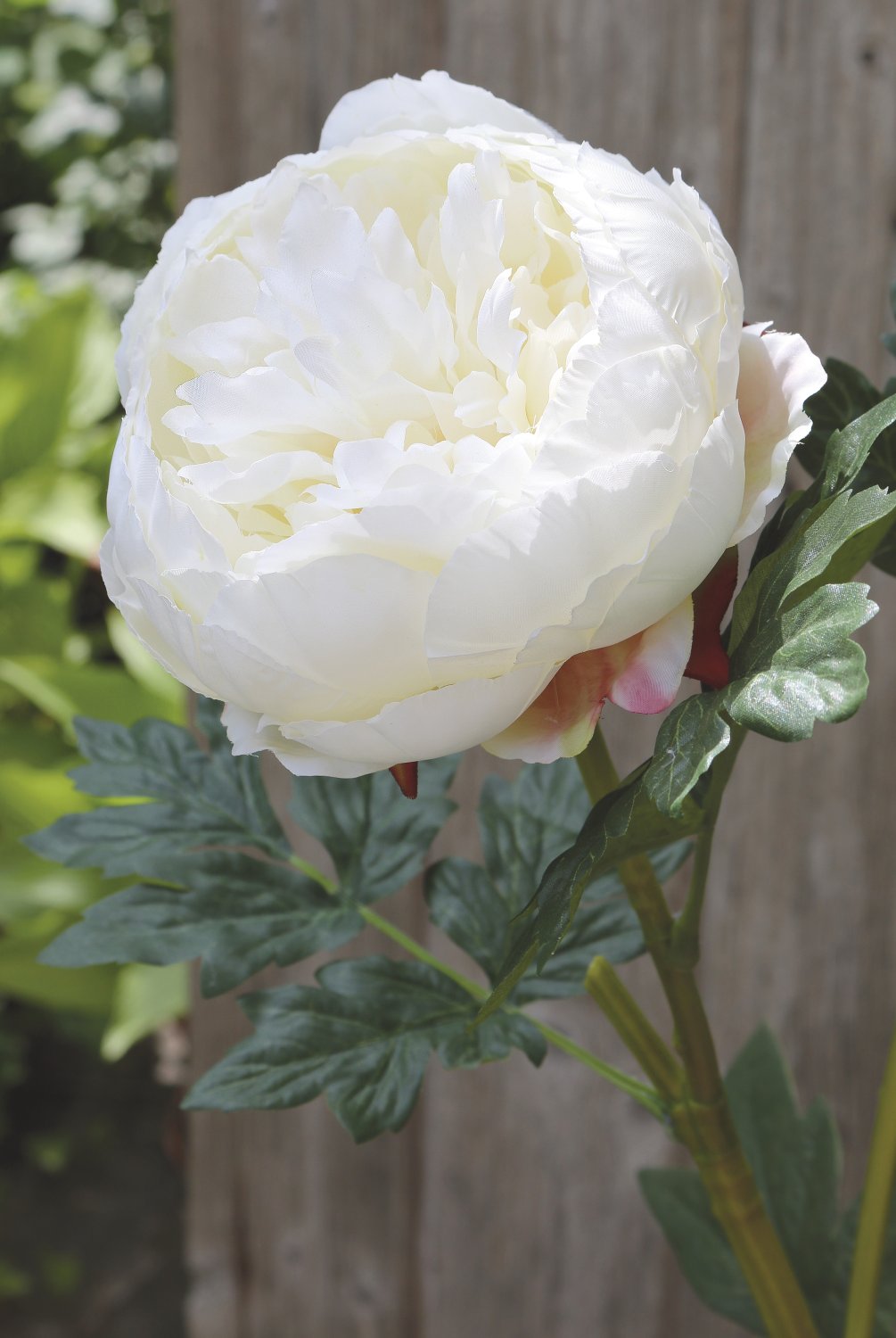 2345 778 a3 Пион шелковый, 1 цветок, 1 бутон, 78 см, бежево-белый H-andreas  - Вид №1