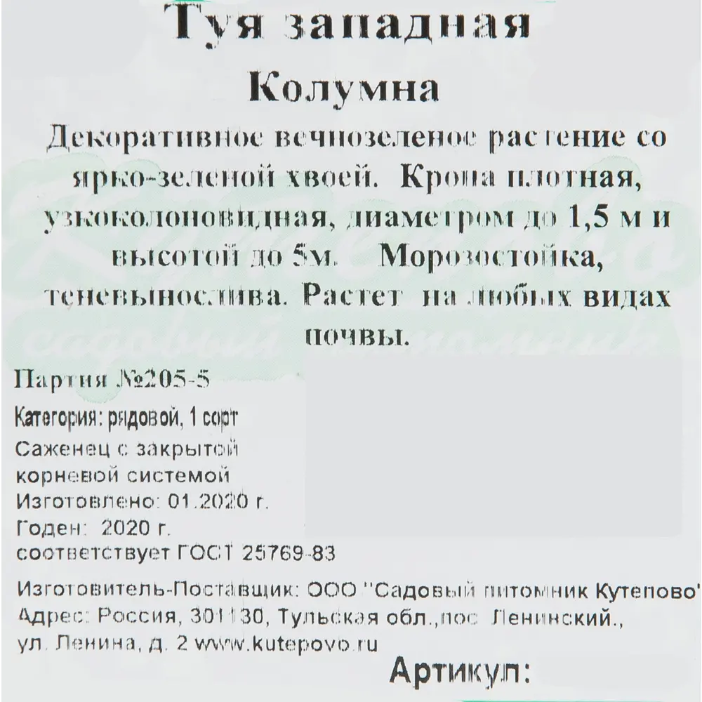 Туя западная «Колумна» 15x30 см 82596818 STLM-2182044 Santreyd  - Вид №1