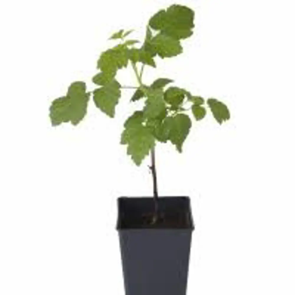 Малина обыкновенная Бригантина пакет 89465397 STLM-2038543 PLANTMARKET  - Вид №1