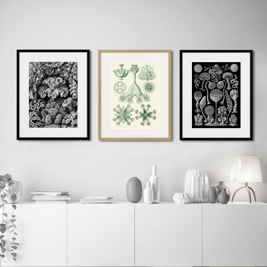 Литография на тонированной бумаге 52х42 см Art forms of nature №5 (part 1), 1897г. КАРТИНЫ В КВАРТИРУ  264457 Белый;коричневый;разноцветный  - Вид №2