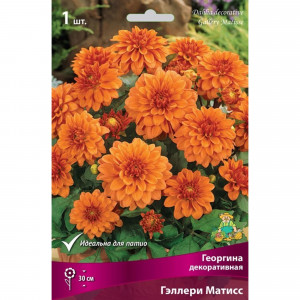 83593770 Георгина декоративная Гэллери Матисс луковица I
