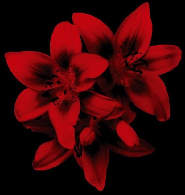 Wall&decò Дизайнерские обои с цветочными мотивами Contemporary wallpaper 2010 sun-id-1489786 - Вид №3