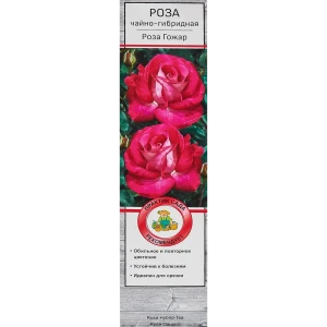 Розы чайно-гибридные «Роза Гожар» 18348064 STLM-2114019
