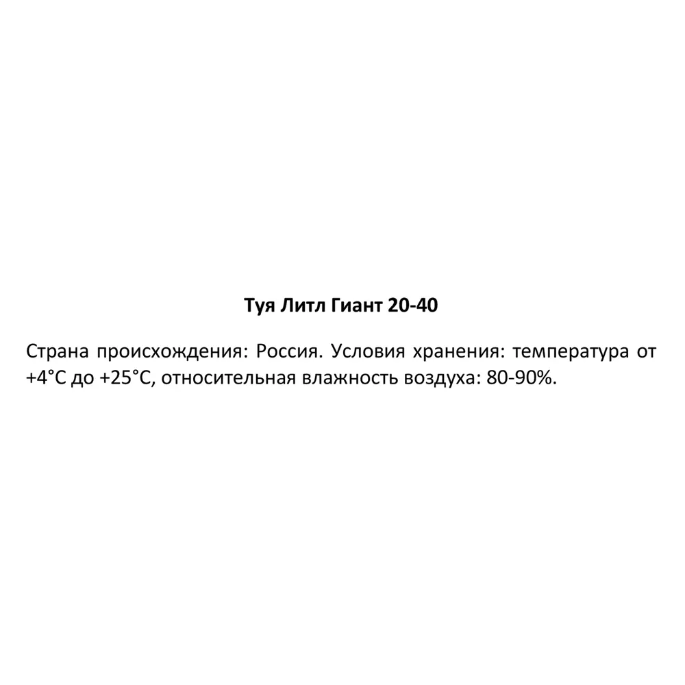 Туя Литл Гиант h20 - 40 см 89355455 STLM-2162468 Santreyd  - Вид №2