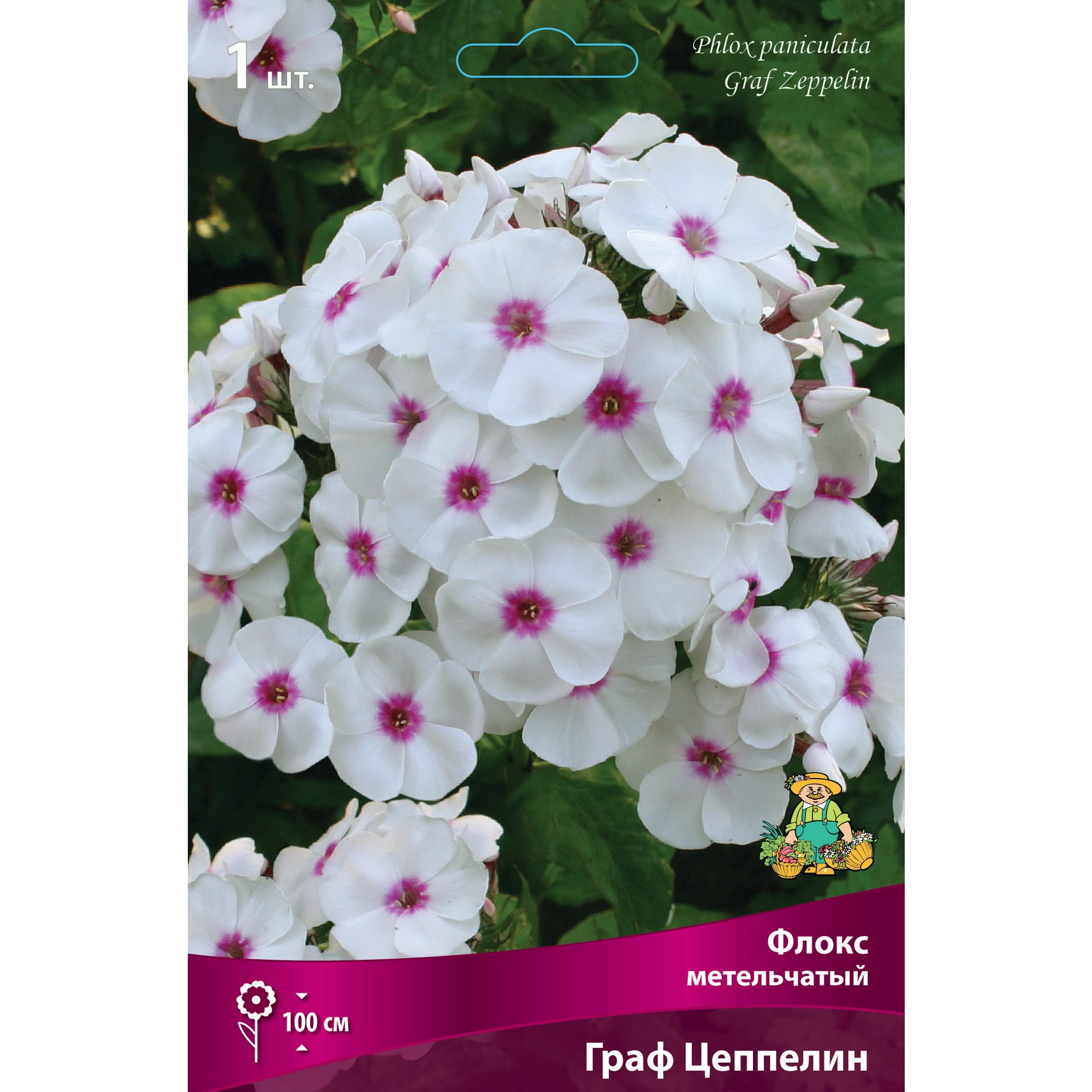 88294963 Флокс метельчатый Граф цеппелин луковица I Santreyd 