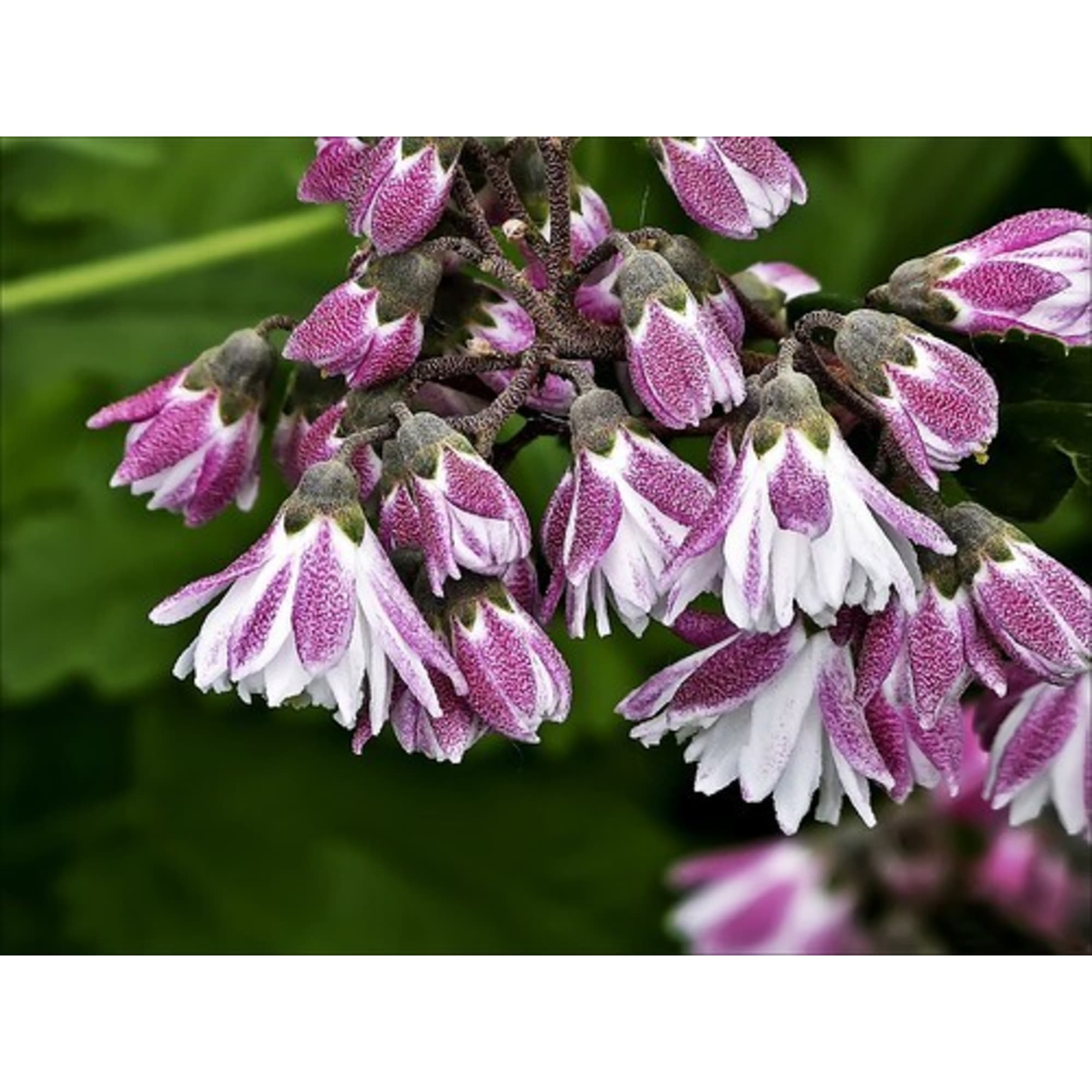 85606567 Дейция изящная видовая норма ø15 h40 см Santreyd 