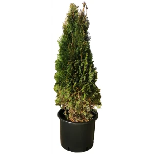 Туя западная Фастигиата h140 см 84506317 STLM-2023885