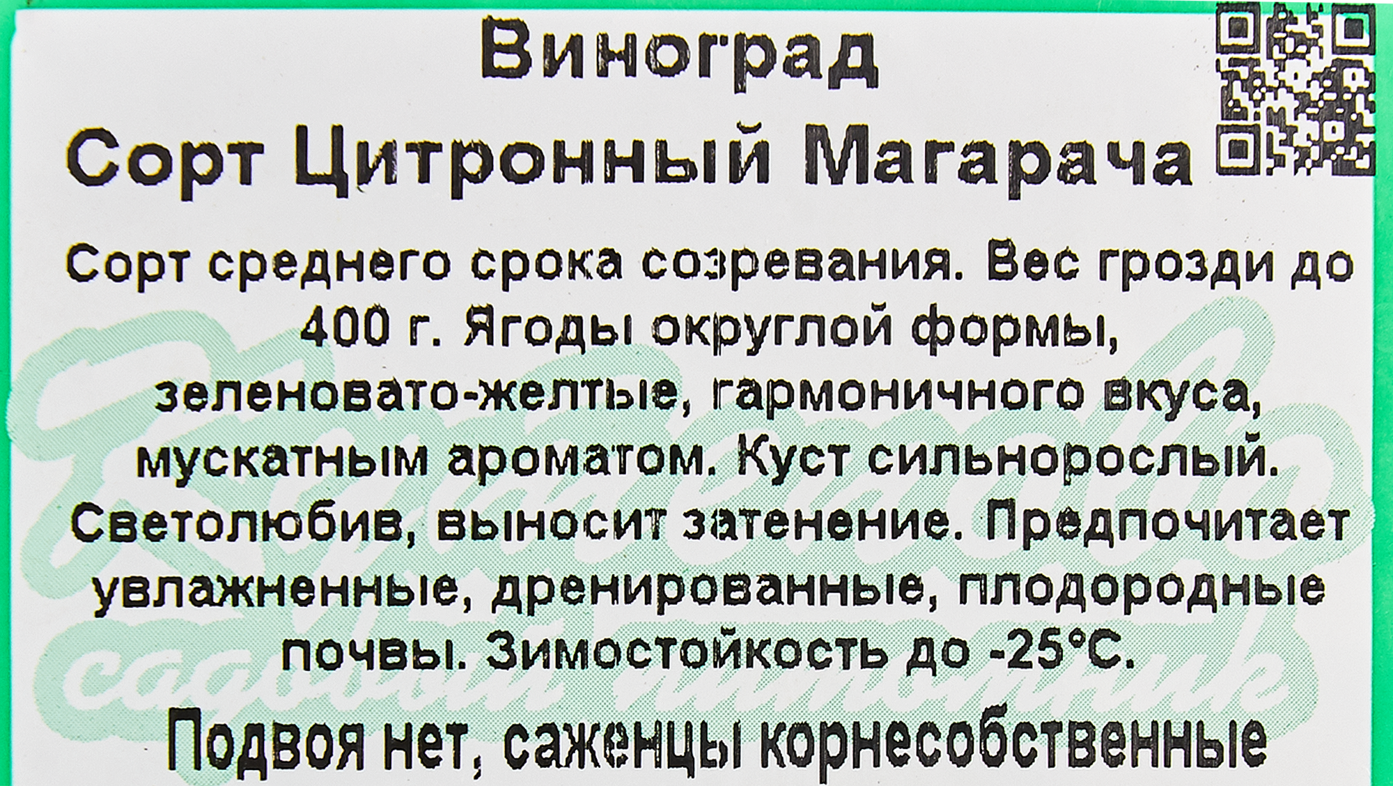 Виноград декоративный Левокумский Santreyd - морозостойкая лиана с черными ягодами 17895664 STLM-0008933 - Вид №1