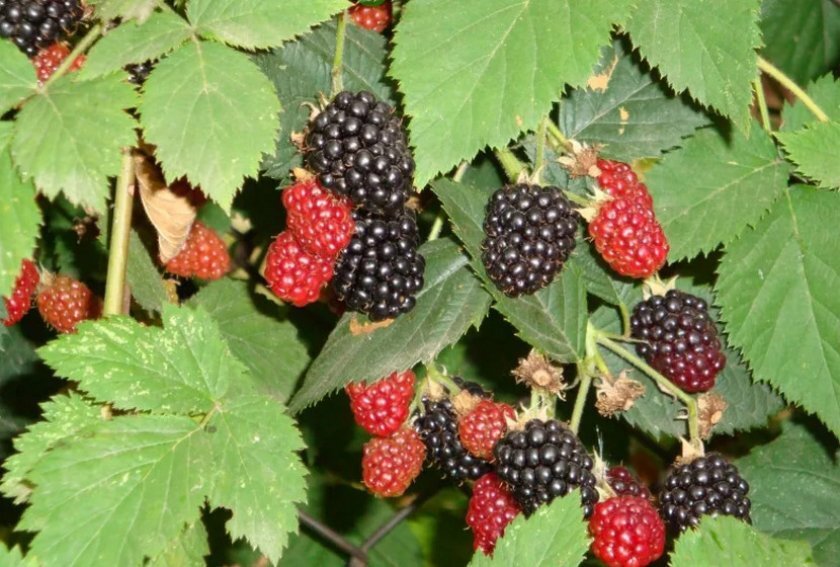 Саженец ежевики «Дарроу» — урожайный сорт для сада 82597071 Santreyd STLM-0030987 - Вид №3