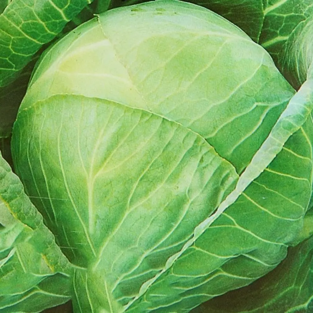 САДОК Семена капусты белокочанной «Землячка» ультраскороспелый сорт 82110724 STLM-0019294