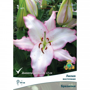 83597419 Лилия восточная Бразилия луковица 14/16