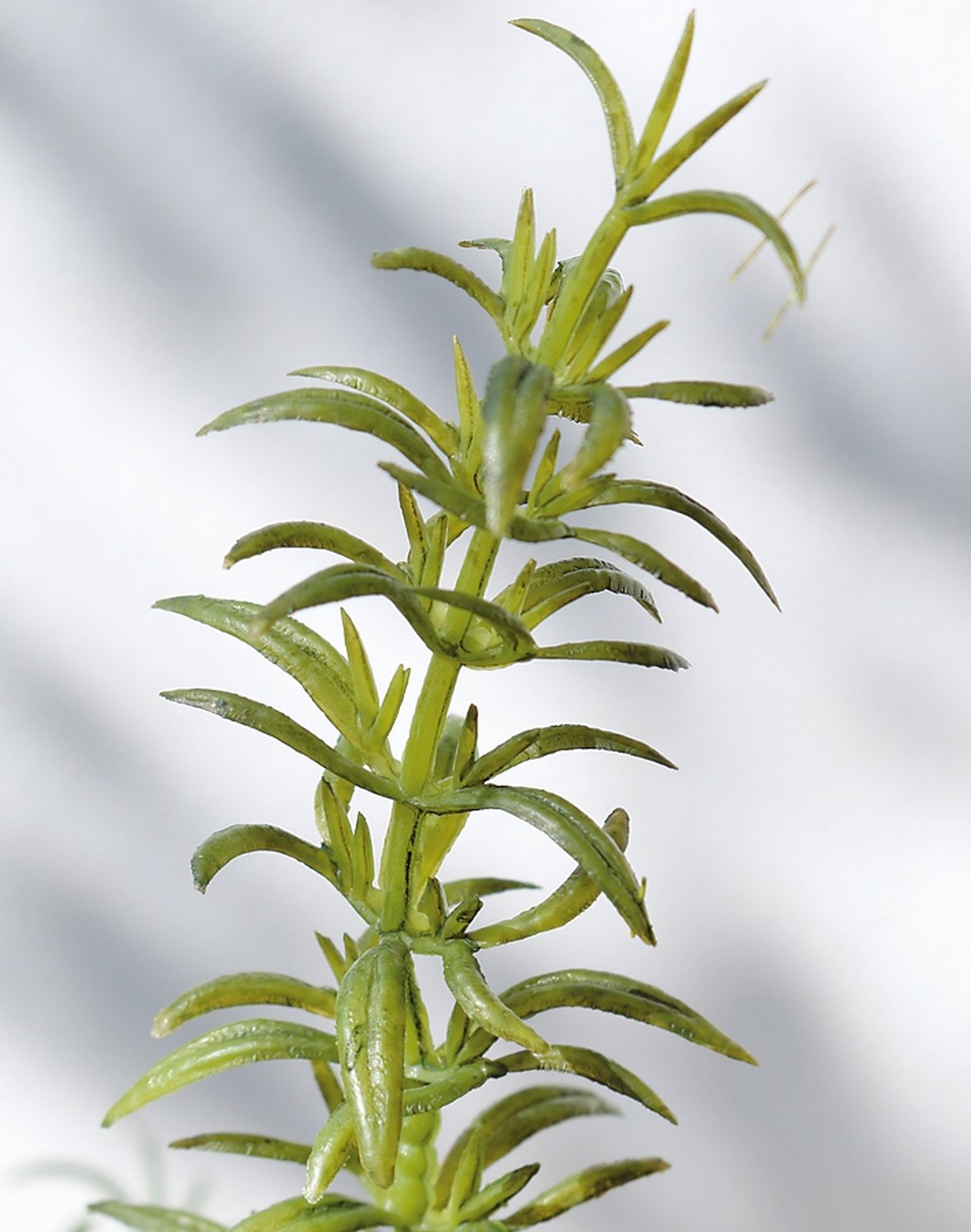 4913 883 a3 Искусственный куст розмарина, 44 см, зеленый H-andreas  - Вид №1