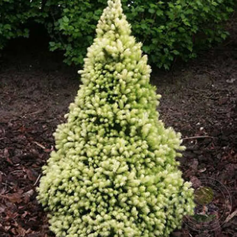 Santreyd Ель канадская Дезис Уайт - декоративная хвойная композиция 87718622 STLM-0075311 - Вид №3