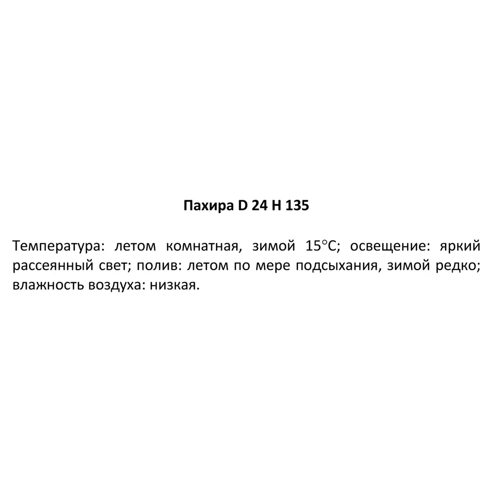Santreyd Пахира Акватика — изящное комнатное дерево с пышной кроной 84586934 STLM-0052397 - Вид №2