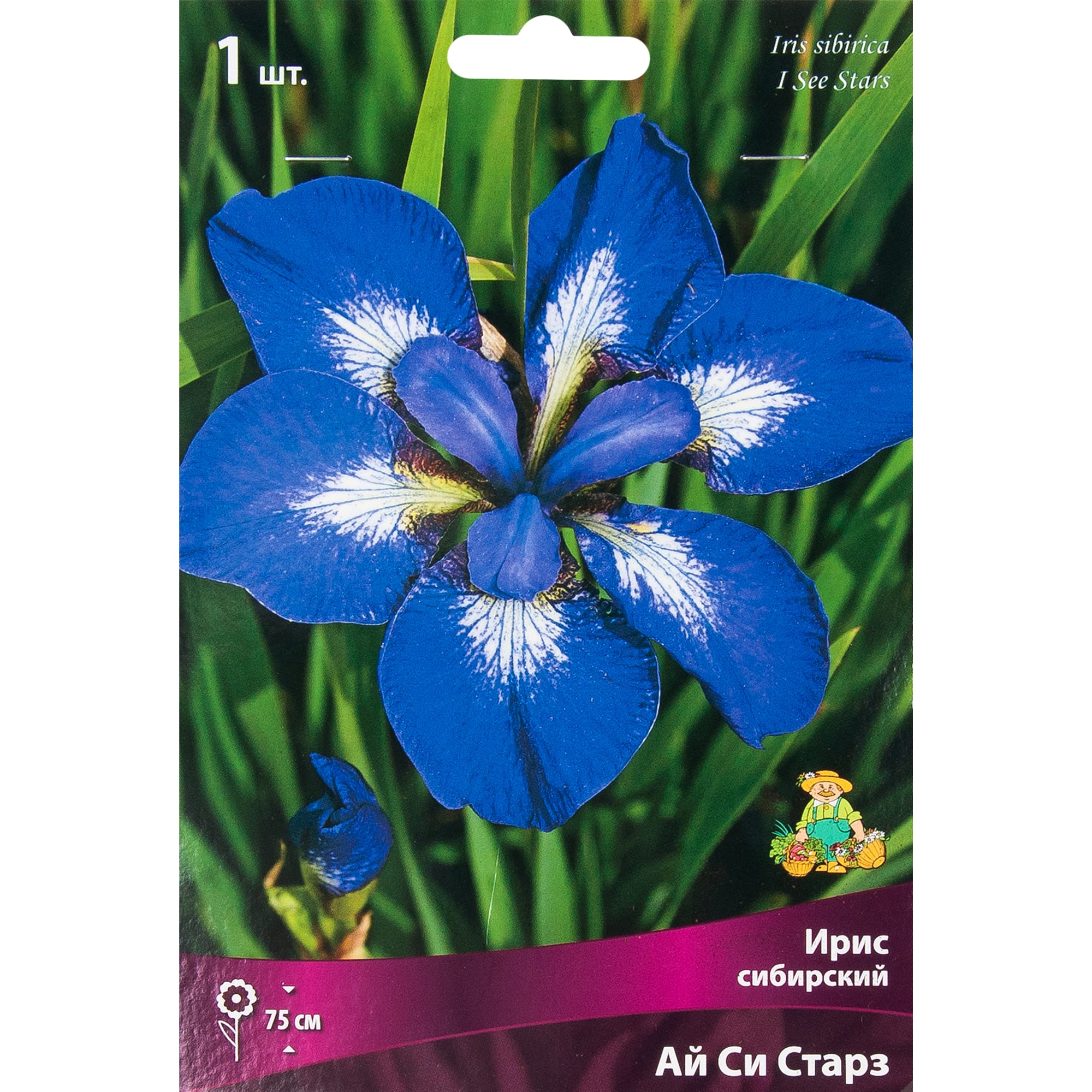 82319548 Ирис сибирский «Ай си Старз», размер луковицы I Santreyd 