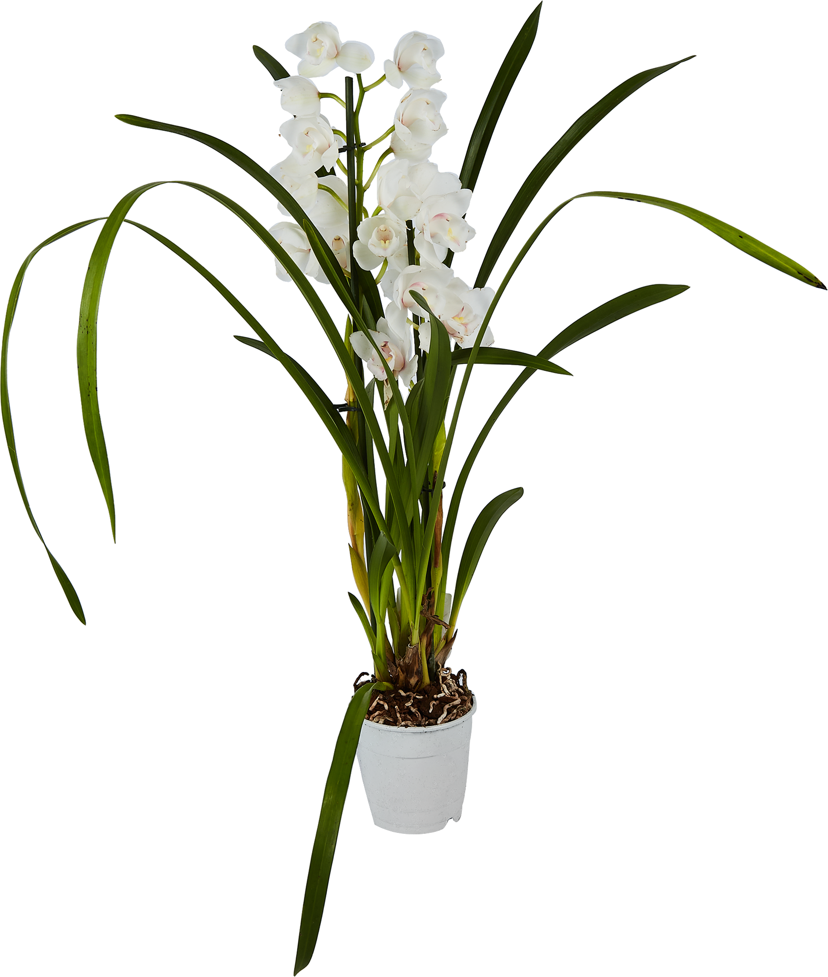 Орхидея Цимбидиум микс Santreyd - изящное цветущее растение для интерьера 86720728 STLM-0070949 - Вид №1