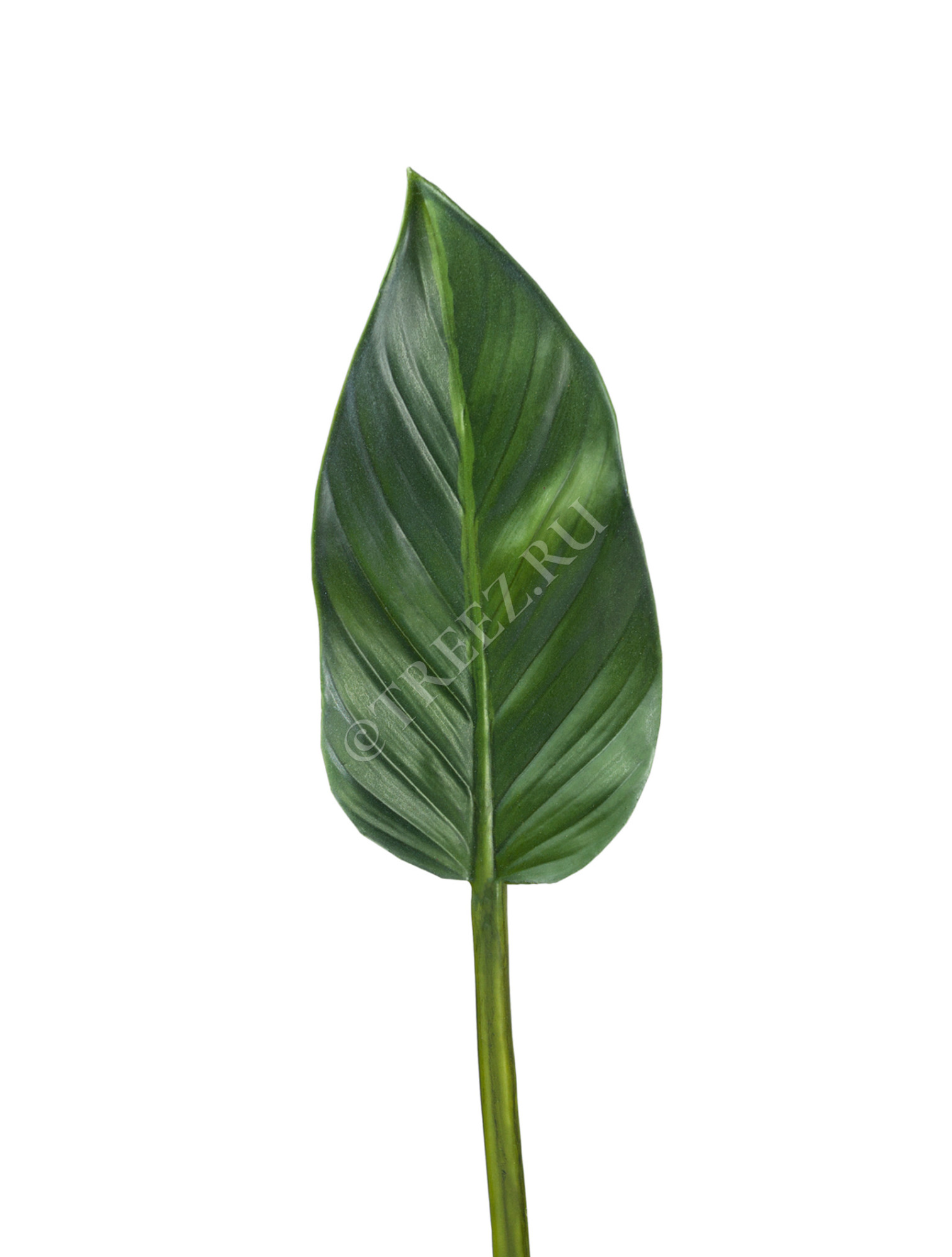 30.03110118GR_MDP Лист Колоказии Цветочная коллекция 