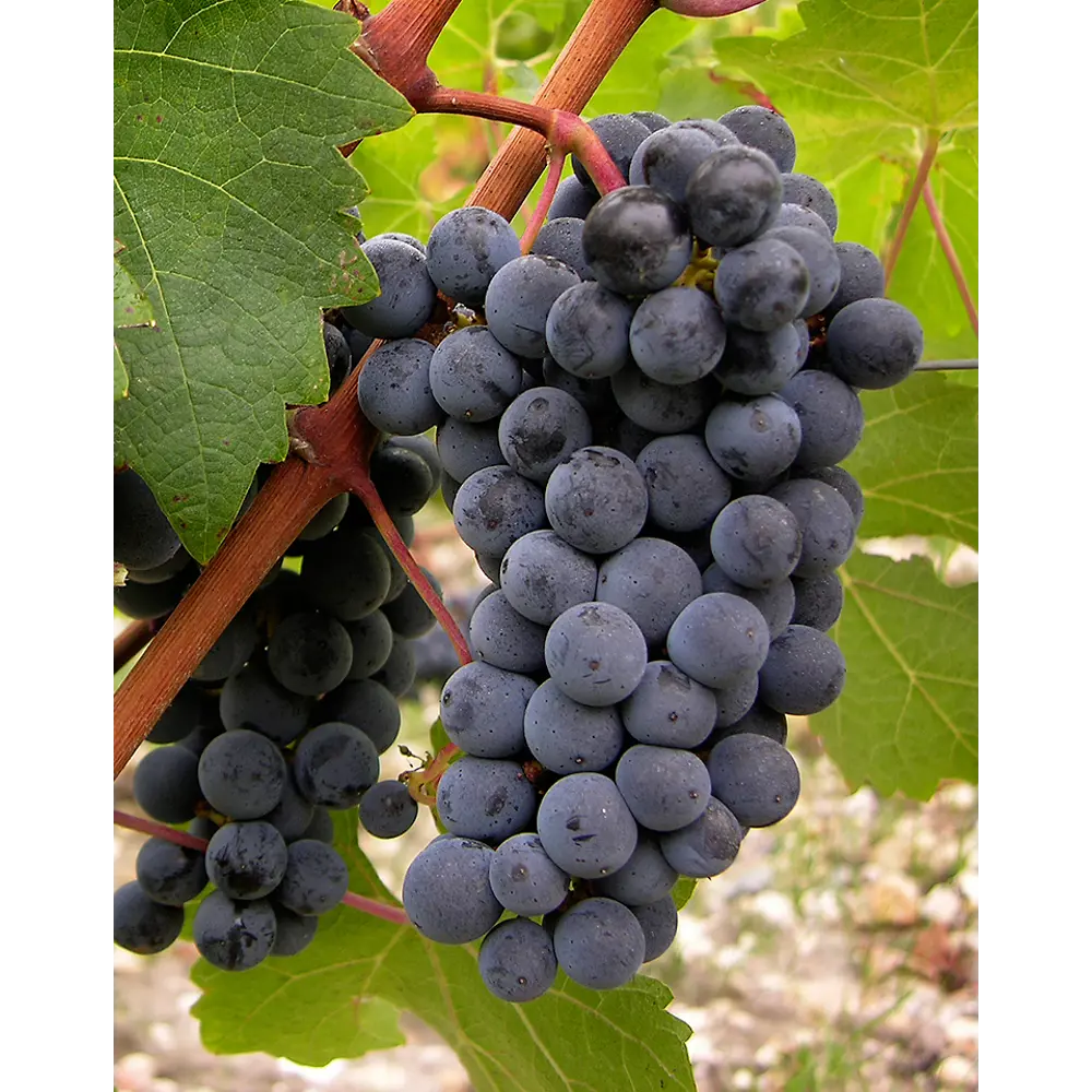 Виноград Каберне Совиньон ø19 h55 см 84834883 STLM-2000495 PLANTMARKET 