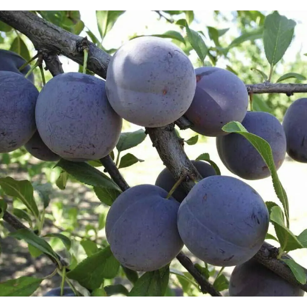 Слива Ренклод Советский ø22 h80 см 84834897 STLM-2063114 PLANTMARKET 