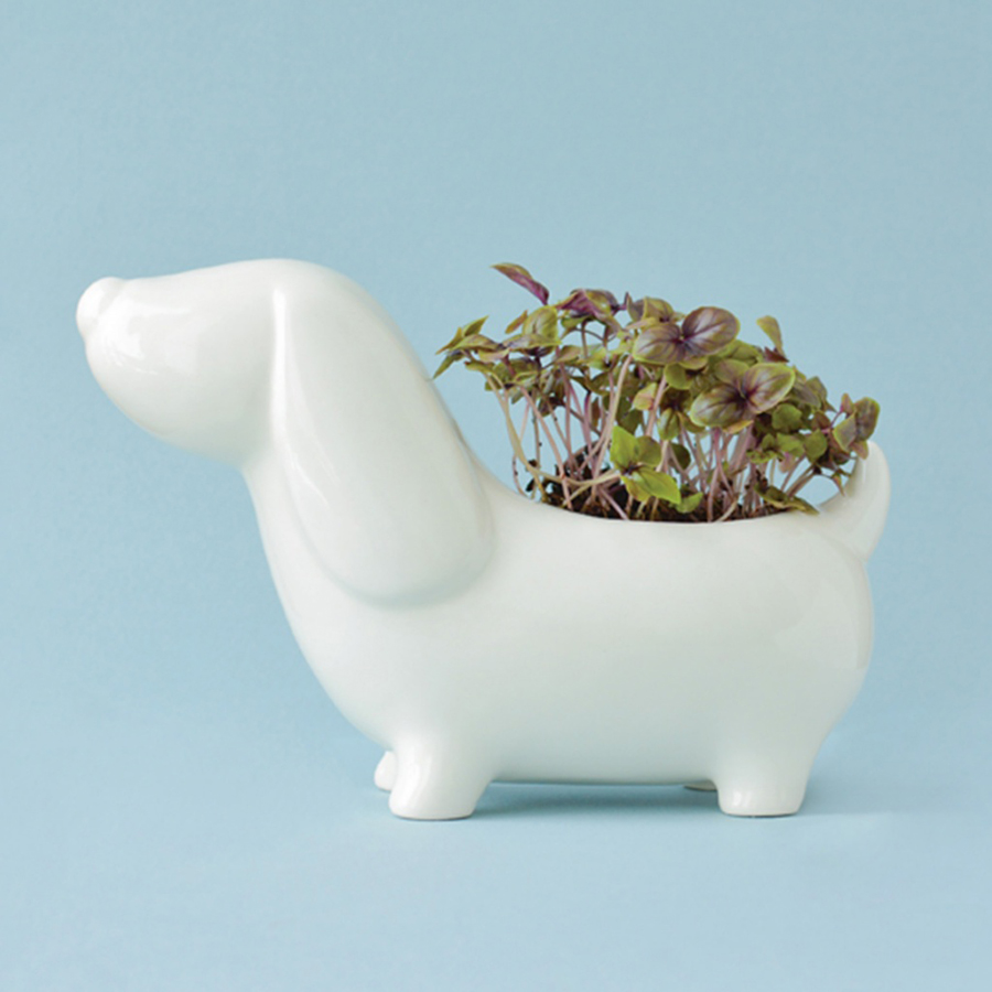 ECS-3-05 Набор для выращивания eco собачка Экочеловеки 