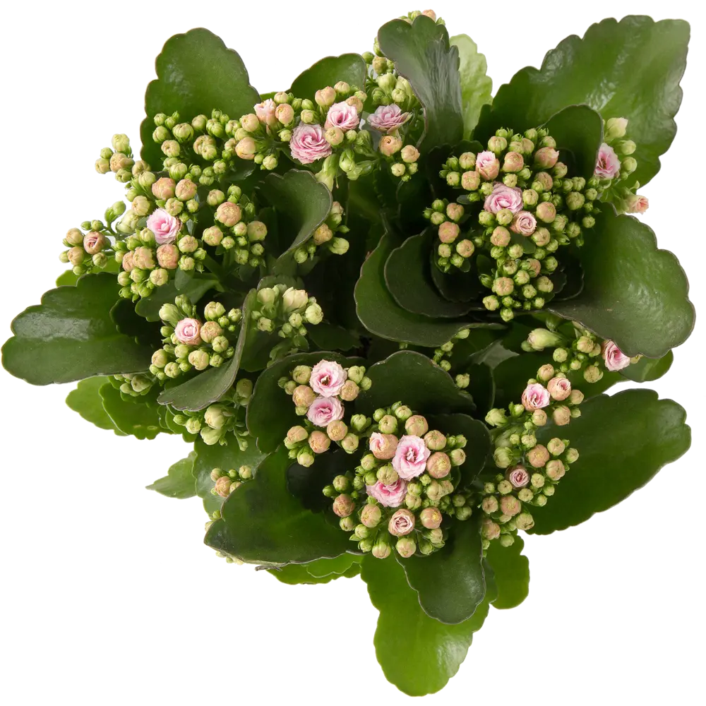 Каланхое Каландива микс 15x25 см 82399680 STLM-2179803 Santreyd  - Вид №1