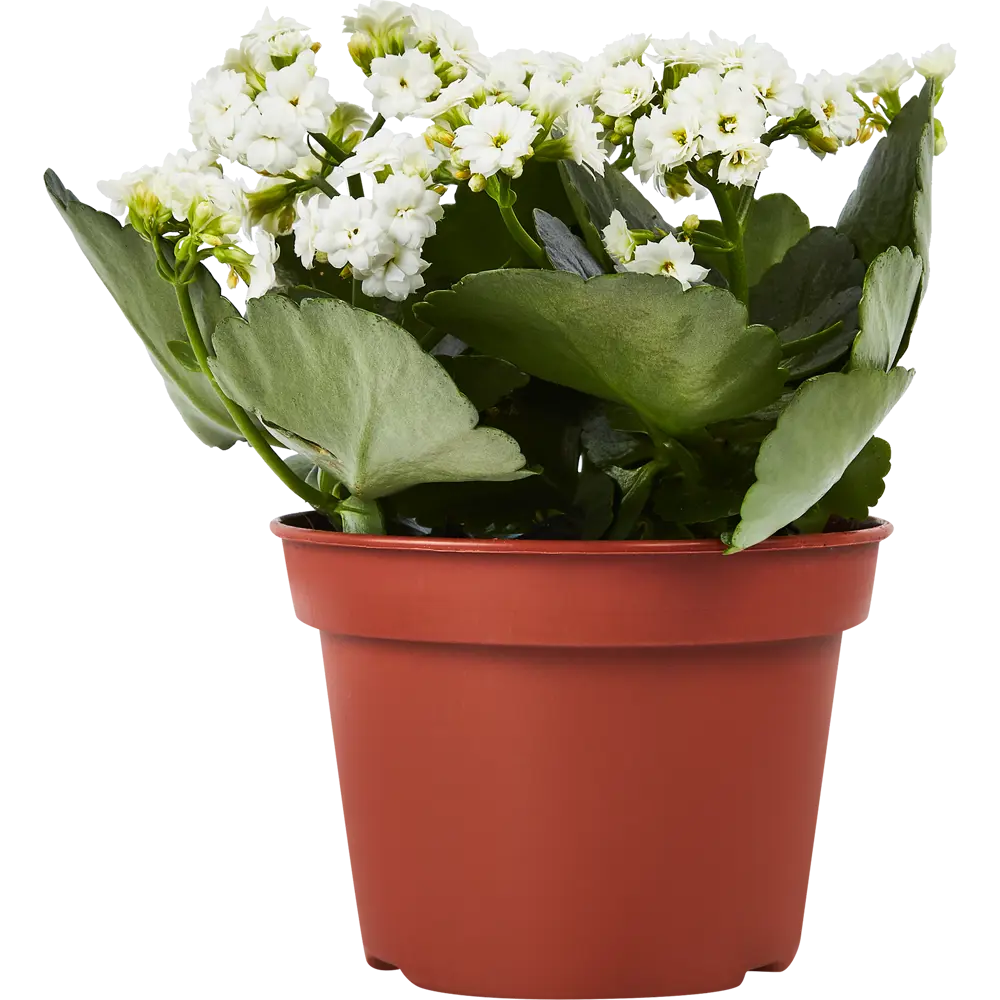 Santreyd Каланхое Розалина - цветущее украшение интерьера 85564634 STLM-0063874