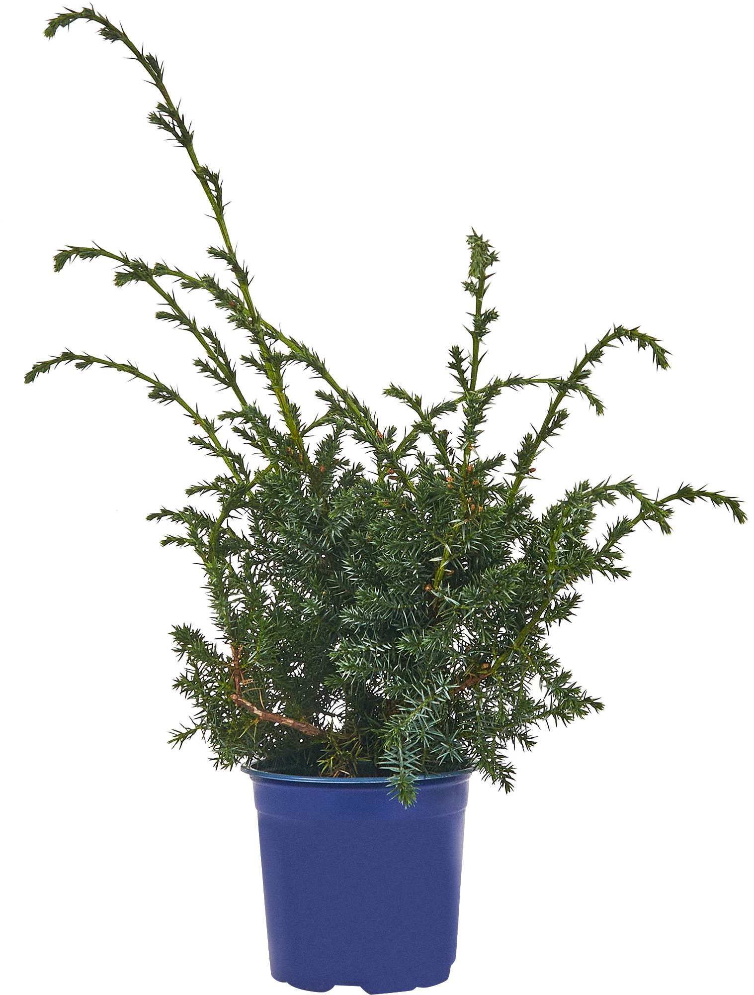 PLANTMARKET Можжевельник Блю Альпс - хвойный кустарник с серебристо-голубой хвоей 84834032 STLM-0055828