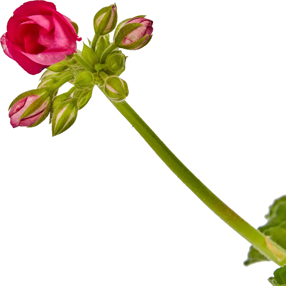 Герань Santreyd - яркое многолетнее растение для дома и сада 83248144 STLM-0039917 - Вид №3