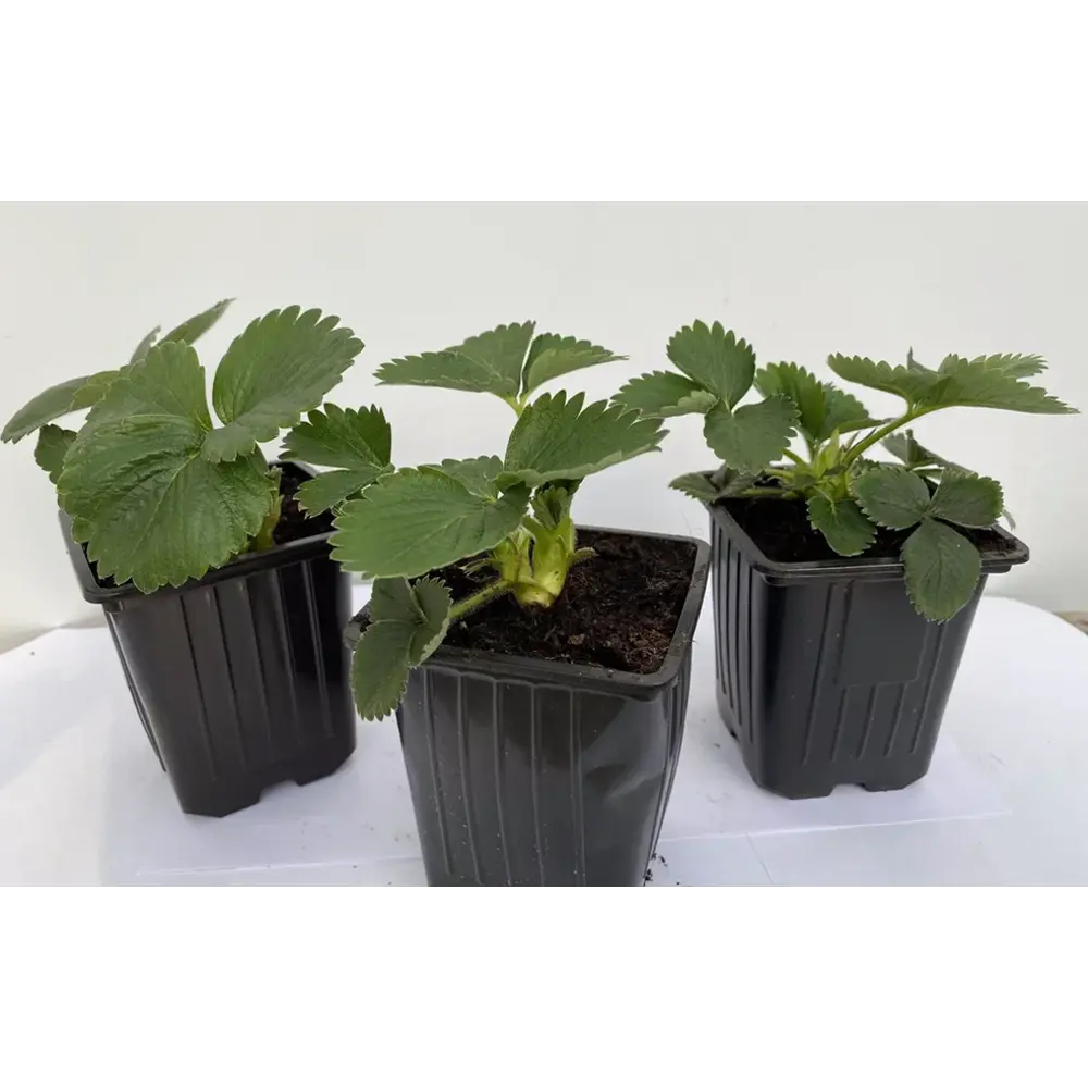 Santreyd Земляника Джоли - крупноплодная рассада для богатого урожая 89366449 STLM-0958680