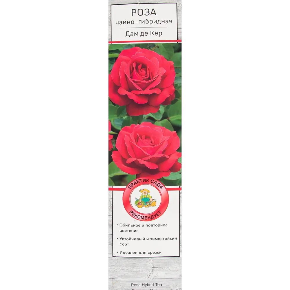 Розы чайно-гибридные «Дам де Кер» 18346229 STLM-2114989 Santreyd 