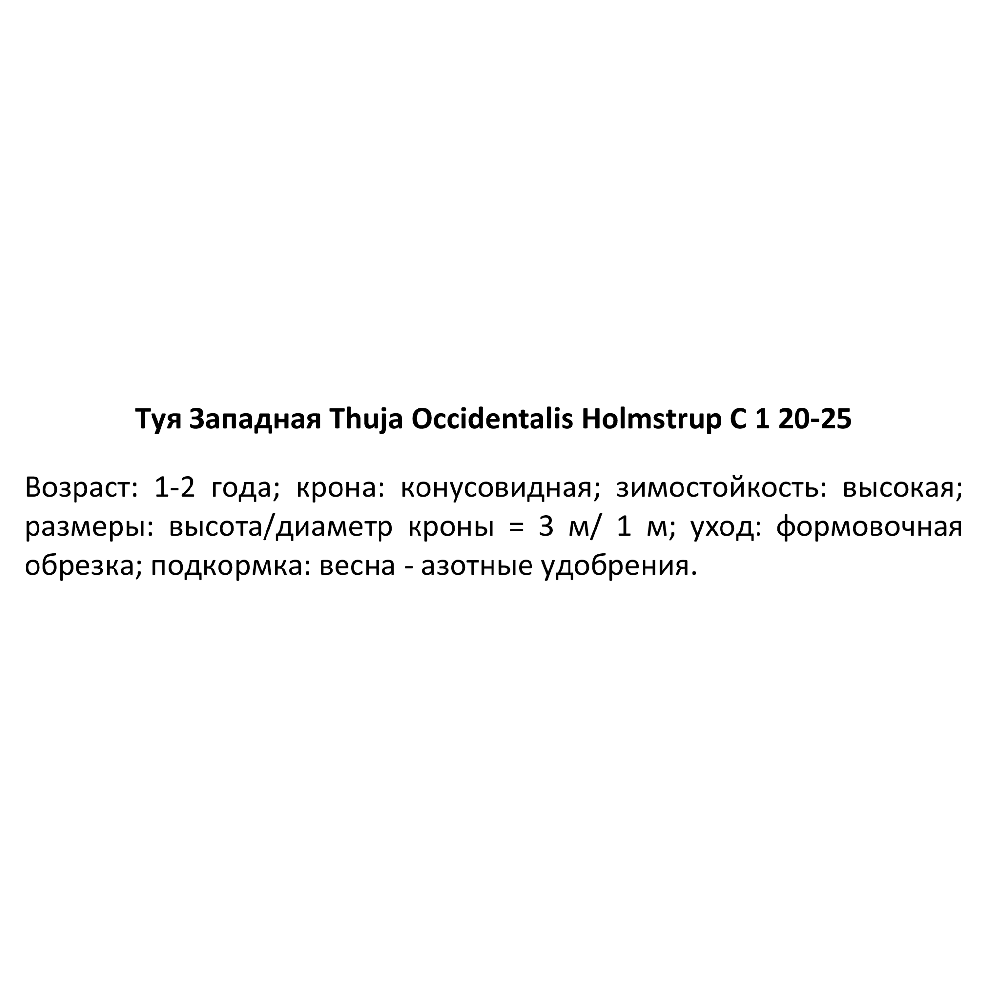 Туя западная Холмструп - вечнозеленый хвойный саженец для живой изгороди 84832942 PLANTMARKET STLM-0055816 - Вид №2