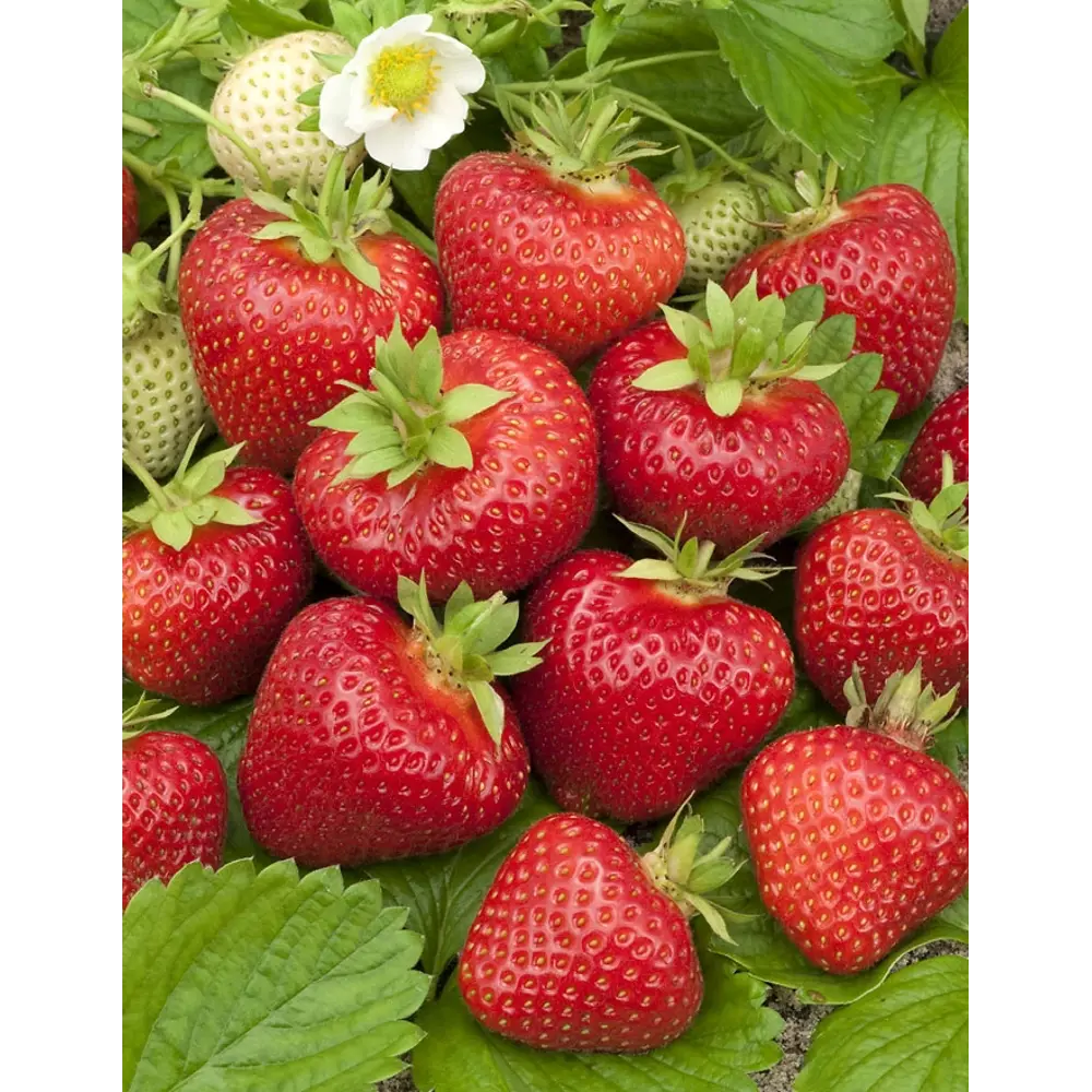 Земляника Полка ø9 h15 см 84834865 STLM-2150955 PLANTMARKET 