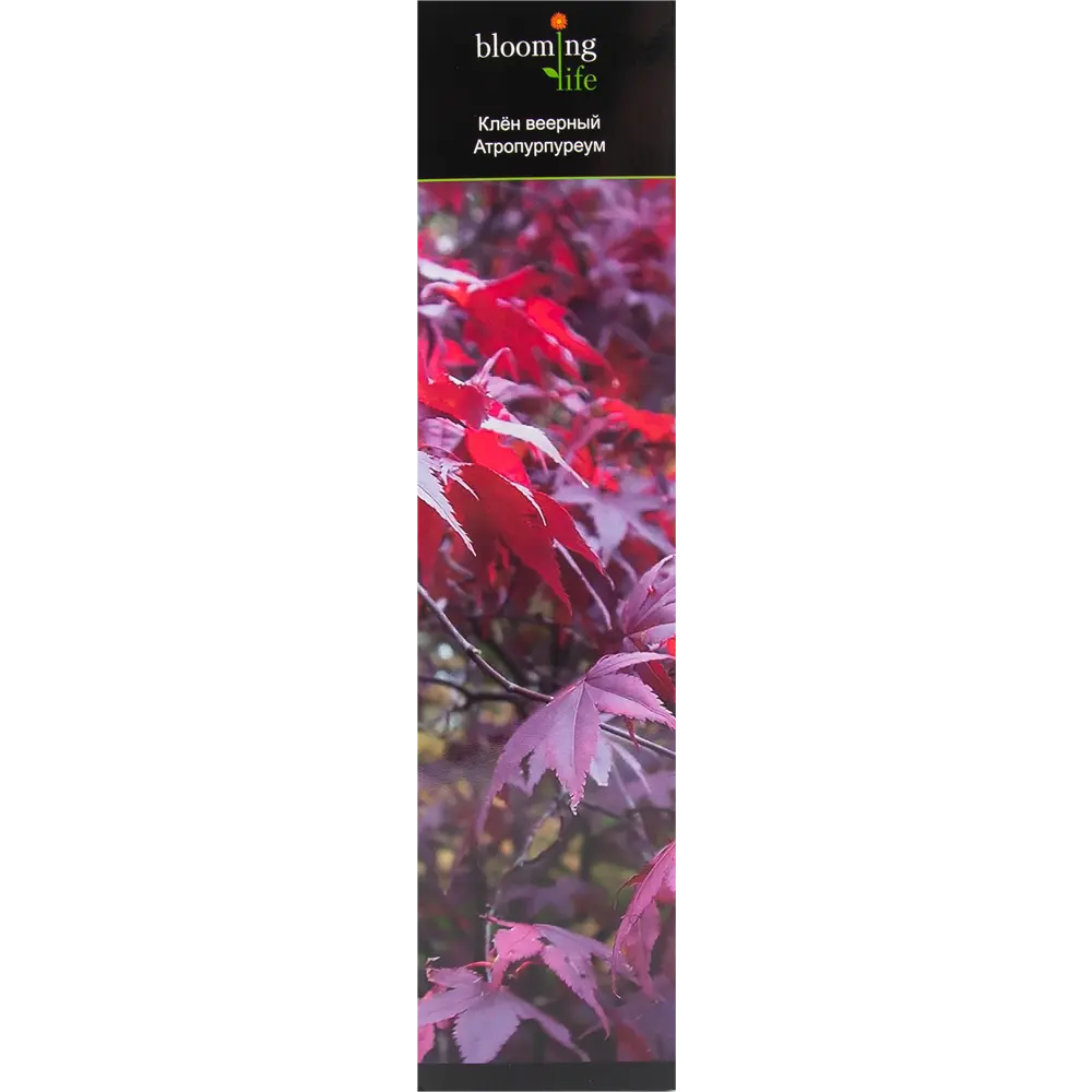 Клён веерный Атропурпуреум в тубе 82539539 STLM-2044904 BLOOMING LIFE 