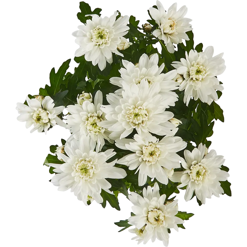 Хризантема микс ø14 h30 см 85324991 STLM-2145102 Santreyd  - Вид №2