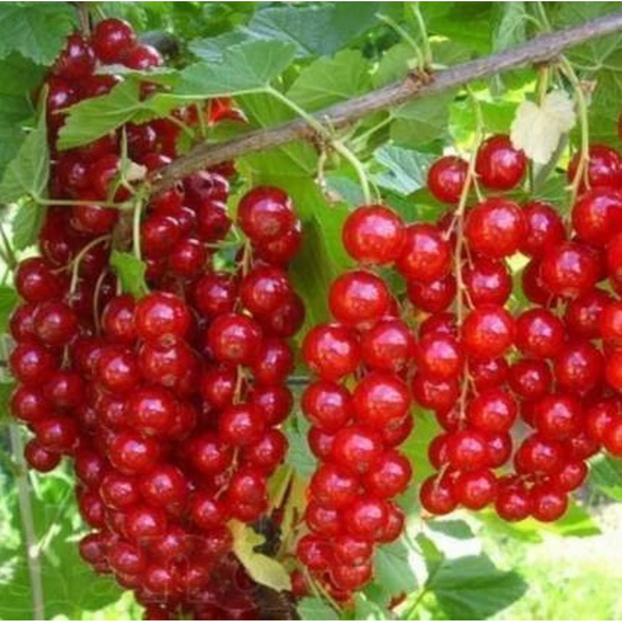 82597126 Смородина красная «Йонкер ван Тетс» C2 высота 40 см Santreyd  - Вид №2