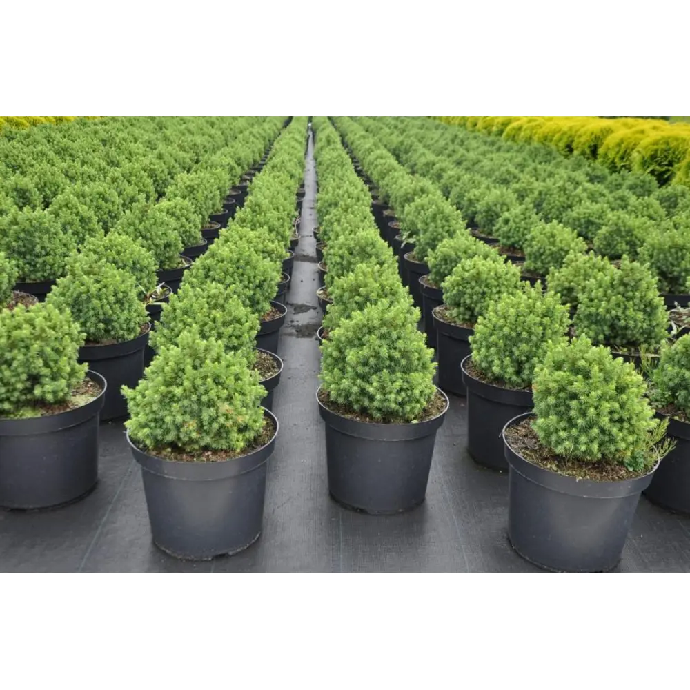 Ель сизая Альберта Глоуб ø14 h35 см 84834203 STLM-2028557 PLANTMARKET 