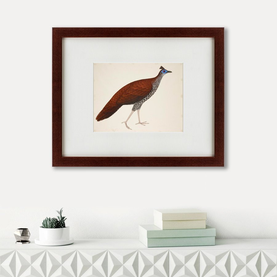 Литография на тонированной бумаге 42х52 см "Огненноспинная лофура №1, Индонезия, 1824" КАРТИНЫ В КВАРТИРУ  135732 Белый;коричневый;разноцветный  - Вид №1