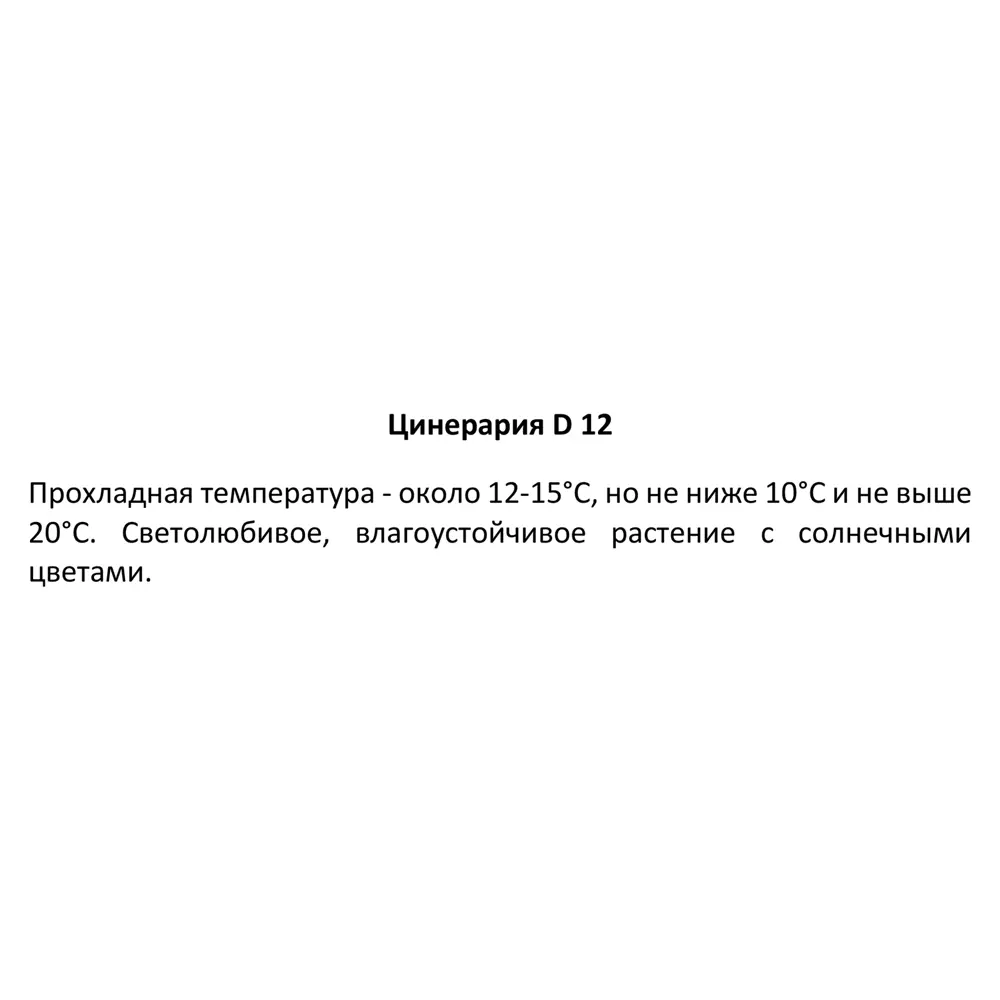 Цинерария ø12 h25 см Тепличный комбинат 83248150 STLM-2196837 Santreyd  - Вид №3