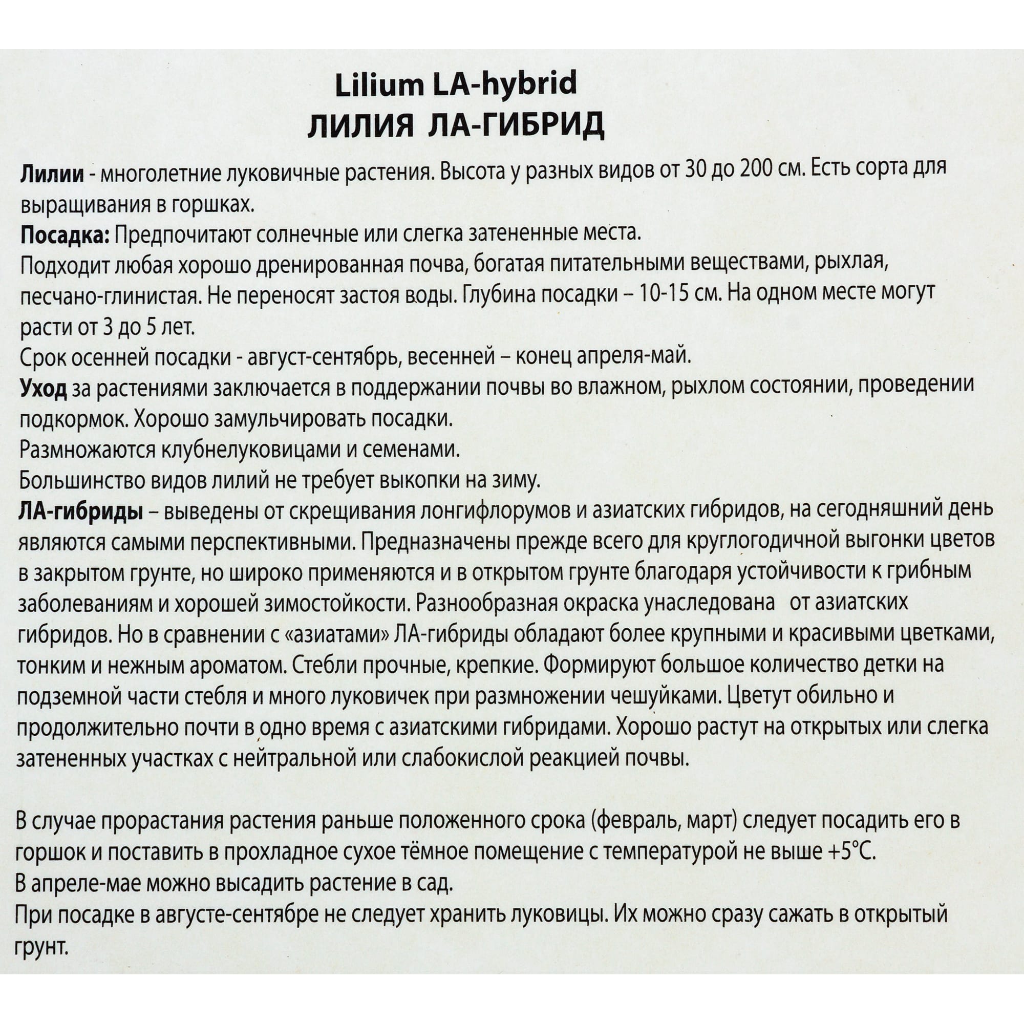 82118711 Лилии ЛА гибриды «Брайт Даймонд», размер луковицы 14/16, 1 шт Santreyd  - Вид №2