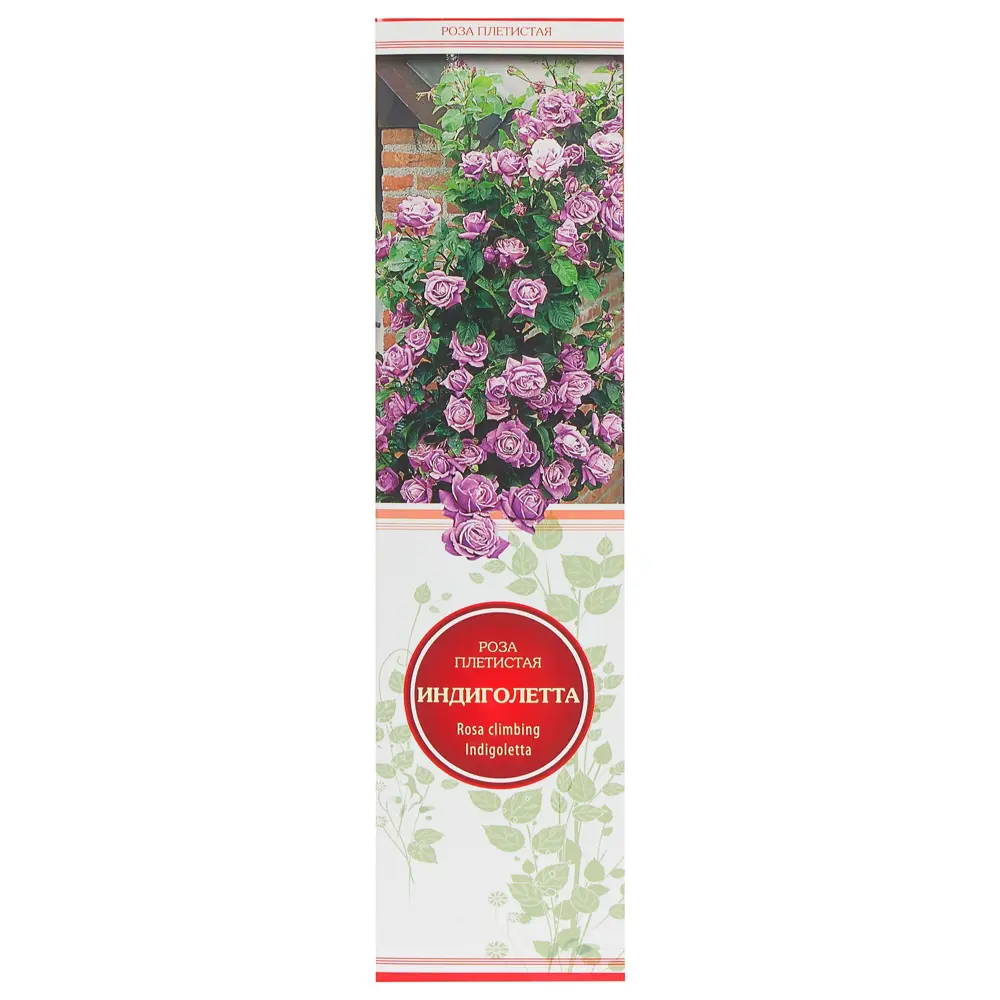 Розы плетистые «Клайминг Индиголетта» 18350367 STLM-2037583 Santreyd 