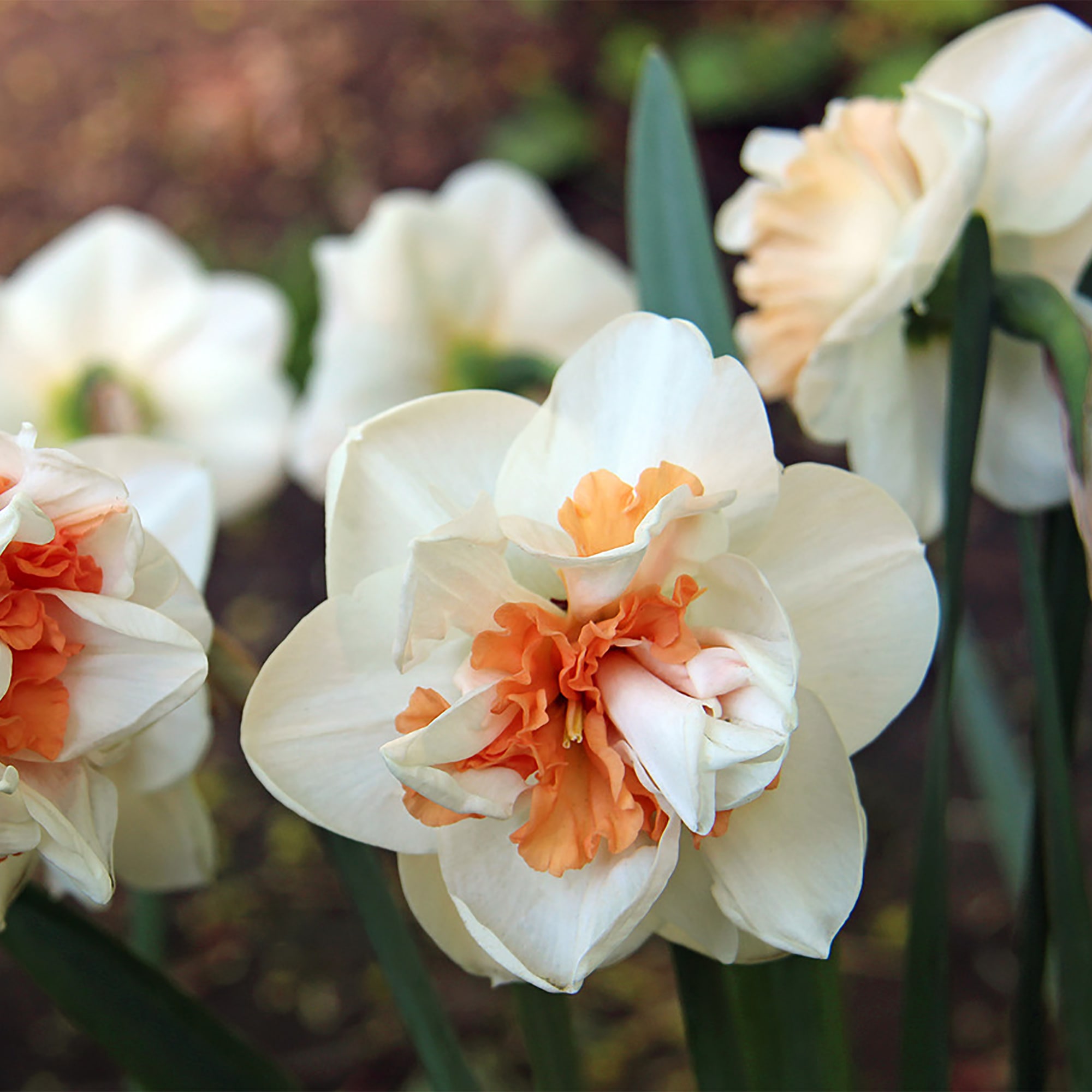 16396011 Нарцисс «Пинк Передайс», 14х16 см Santreyd  - Вид №2