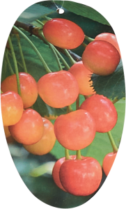 Саженец черешни микс Santreyd - плодовое дерево для сада 85608207