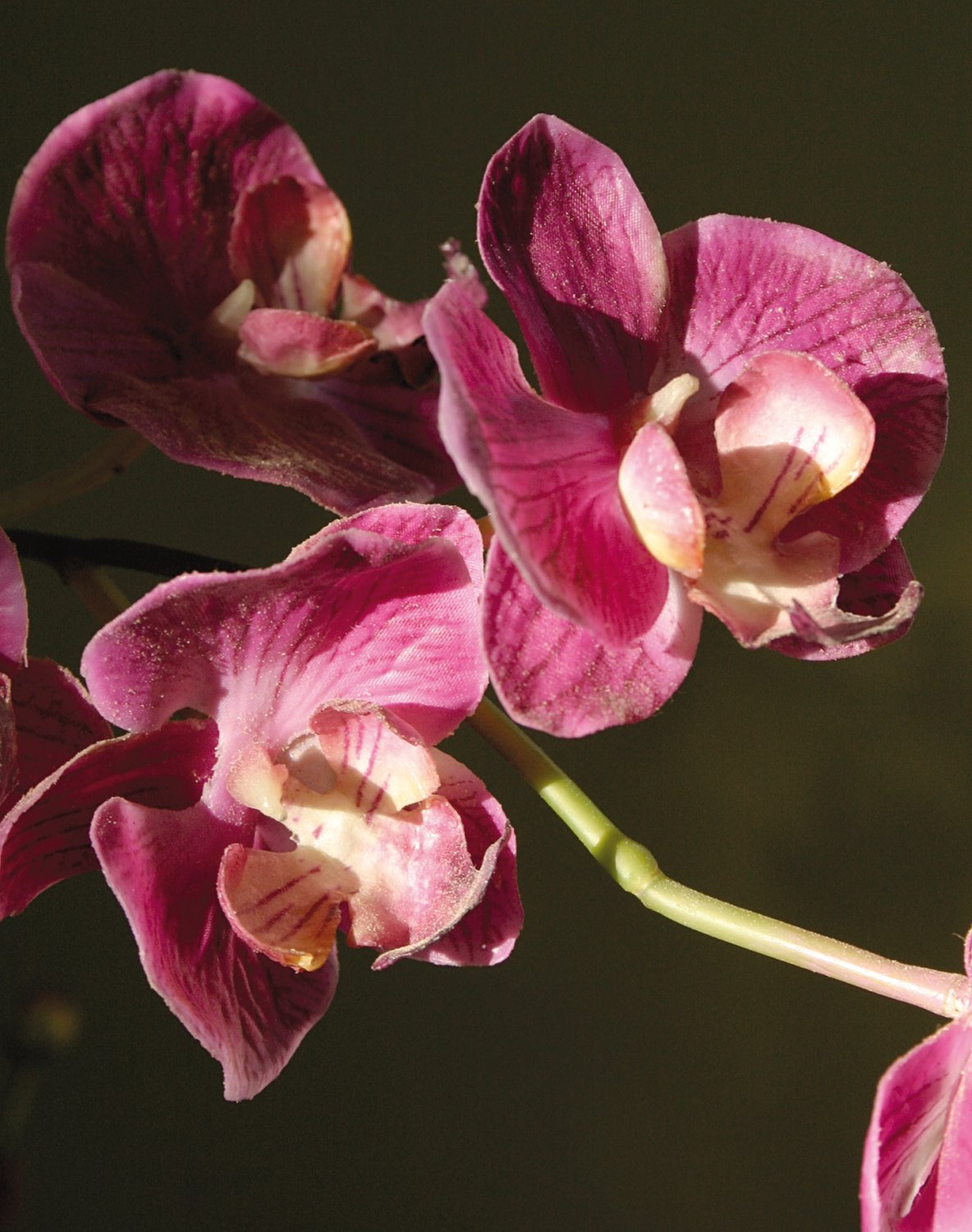 2579 420 a2 Пластиковая орхидея Phalaenopsis, ваза с водой, 80 см, real touch, вишня H-andreas  - Вид №2