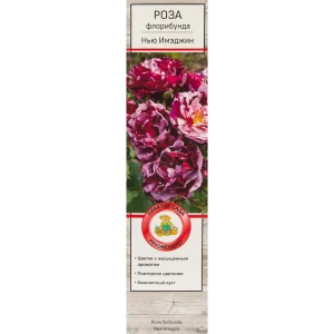 Роза флорибунда «Нью Имэджин» 81951229 STLM-2137564