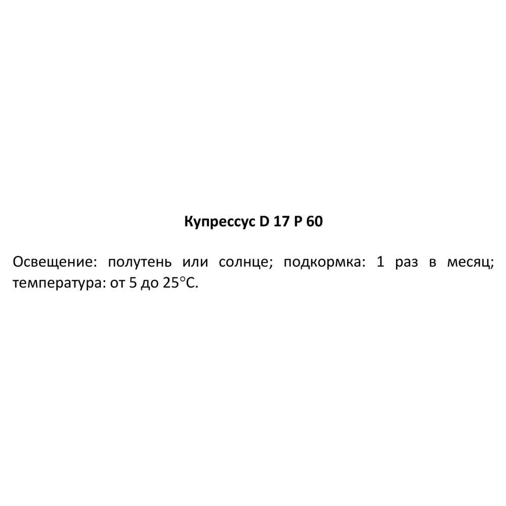 Купрессус микс ø17 h60 см Росток 84587069 STLM-2199888 Santreyd  - Вид №2