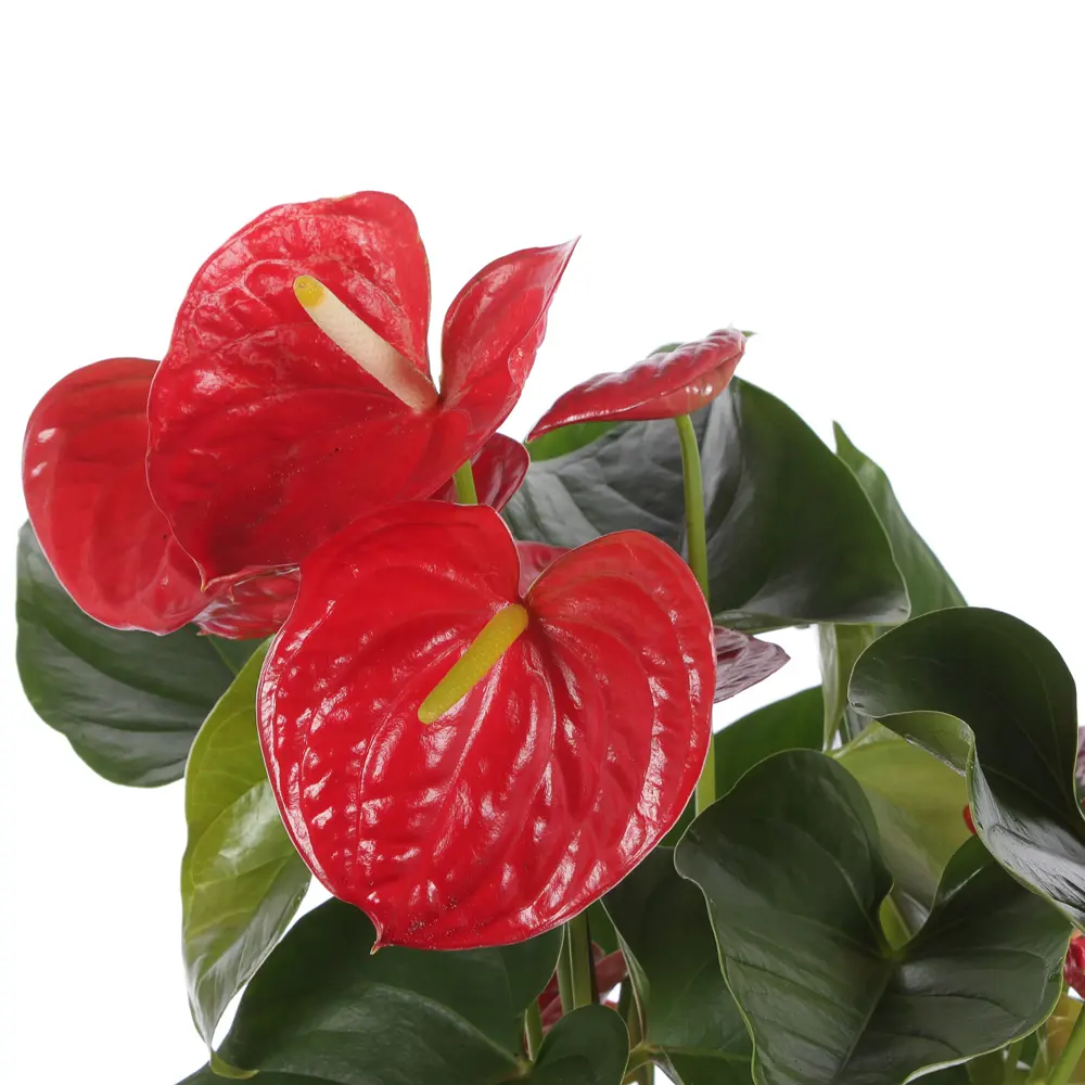 Santreyd Антуриум микс - вечное цветение в вашем интерьере 81959333 STLM-0015373 - Вид №1