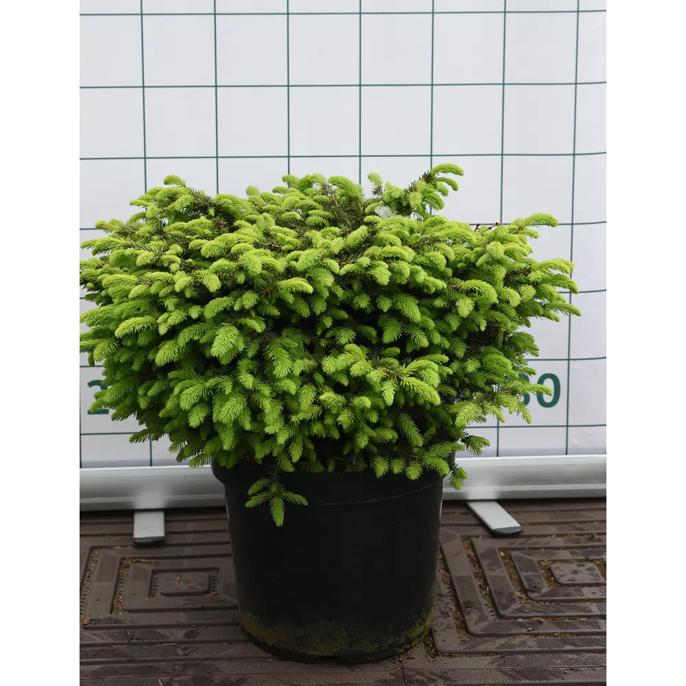 Ель обыкновенная «Нидиформис» 35x80-100 см 82676764 STLM-2006093 Santreyd 