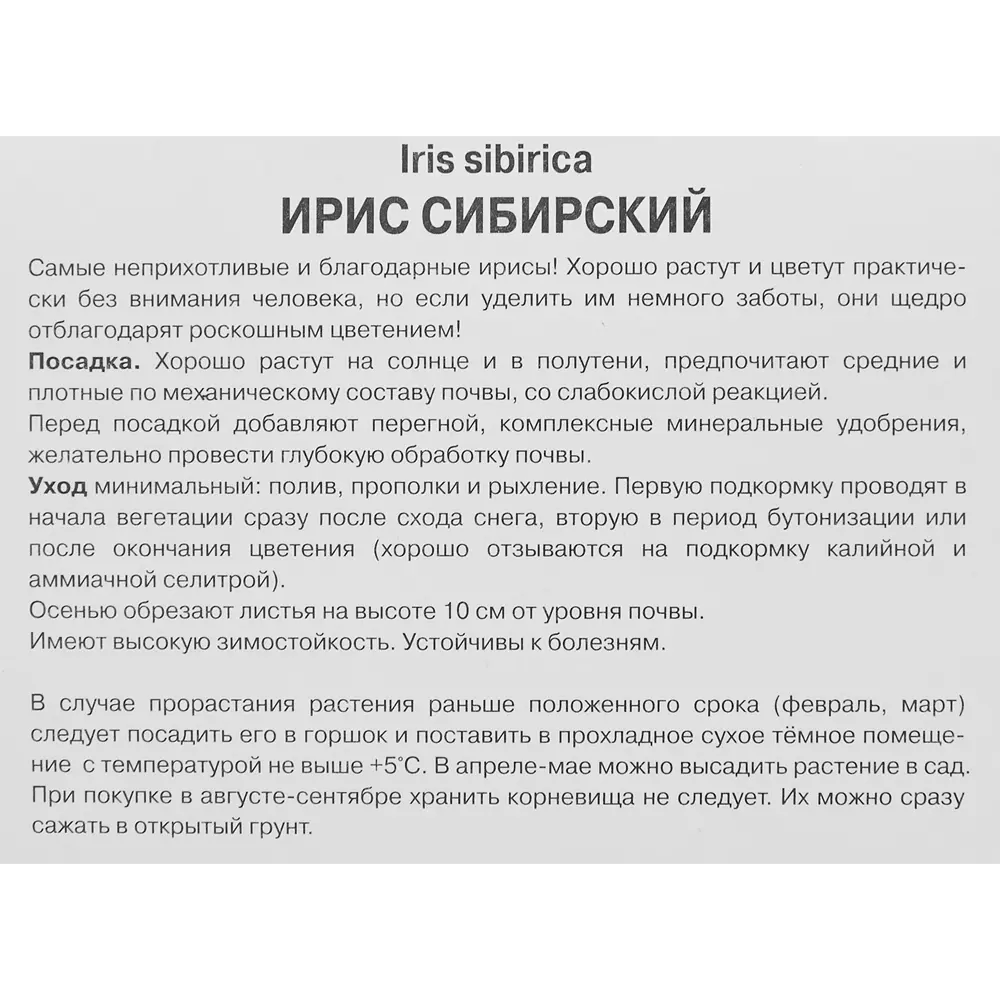 Ирис сибирский Пеплишес от ПОИСК — изящное украшение сада с фиолетовыми цветами 86410660 STLM-1573863 - Вид №2