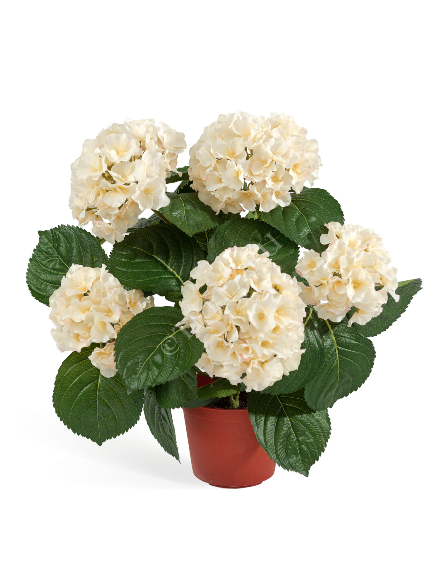 20.6250CR Гортензия куст крем-ваниль в горшке Цветочная коллекция 